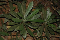 Agrostistachys borneensis